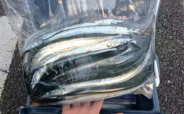 「大群なのになぜ釣れない？」サヨリ釣りで初めは苦戦も50匹好捕【鹿島港魚釣園】