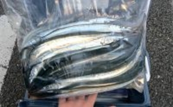 「大群なのになぜ釣れない？」サヨリ釣りで初めは苦戦も50匹好捕【鹿島港魚釣園】