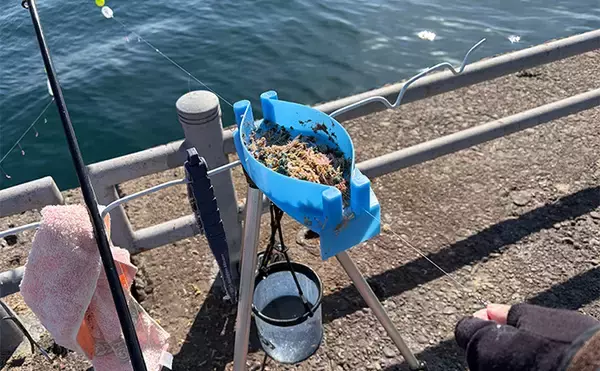 「「大群なのになぜ釣れない？」サヨリ釣りで初めは苦戦も50匹好捕【鹿島港魚釣園】」の画像