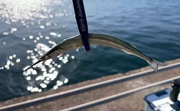 「「大群なのになぜ釣れない？」サヨリ釣りで初めは苦戦も50匹好捕【鹿島港魚釣園】」の画像