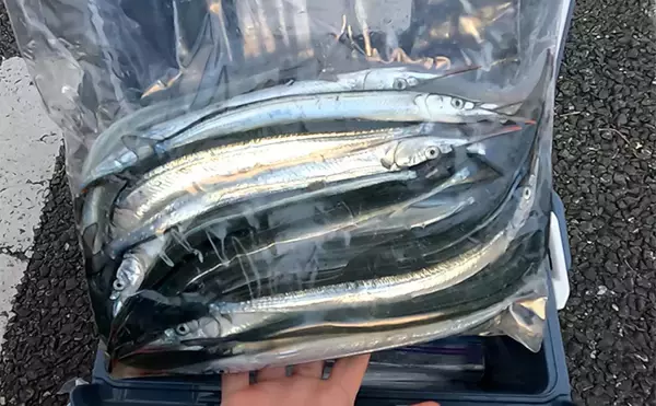 「「大群なのになぜ釣れない？」サヨリ釣りで初めは苦戦も50匹好捕【鹿島港魚釣園】」の画像