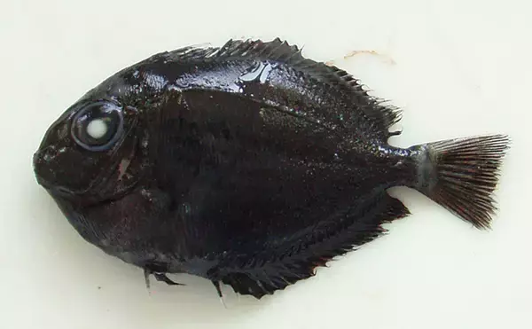 「北海道に＜熱帯魚＞がやってきた？　生息域が変わりつつある魚たち11選」の画像