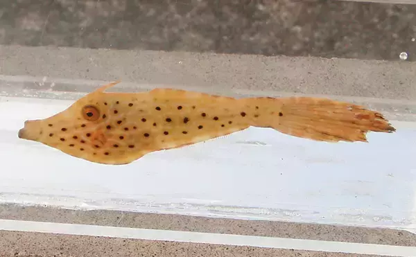 「北海道に＜熱帯魚＞がやってきた？　生息域が変わりつつある魚たち11選」の画像