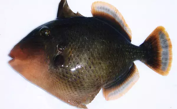 「北海道に＜熱帯魚＞がやってきた？　生息域が変わりつつある魚たち11選」の画像