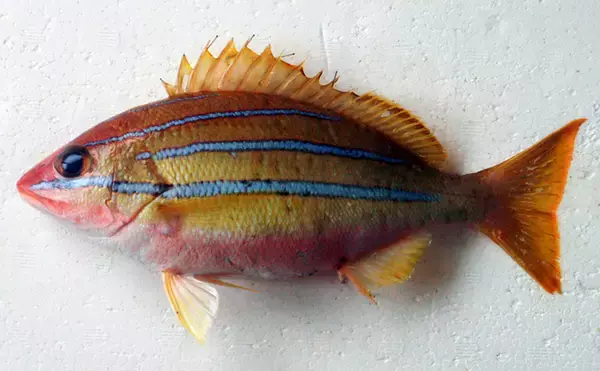 「北海道に＜熱帯魚＞がやってきた？　生息域が変わりつつある魚たち11選」の画像