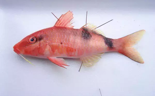 「北海道に＜熱帯魚＞がやってきた？　生息域が変わりつつある魚たち11選」の画像