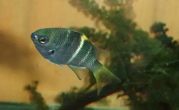 「北海道に＜熱帯魚＞がやってきた？　生息域が変わりつつある魚たち11選」の画像