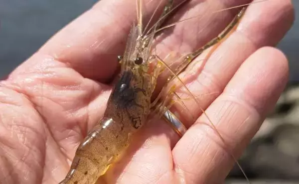 旧江戸川のテナガエビ釣りで11尾を手中【千葉・浦安】良型も交じりシーズン本格化