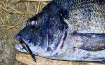 「食わないボイルが多発！」 バイブレーション早巻きで50cm超えクロダイ浮上