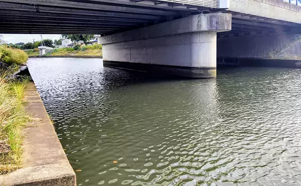 「「食わないボイルが多発！」 バイブレーション早巻きで50cm超えクロダイ浮上」の画像