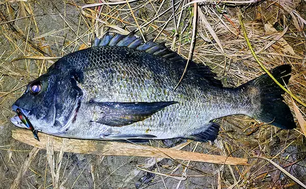 「「食わないボイルが多発！」 バイブレーション早巻きで50cm超えクロダイ浮上」の画像