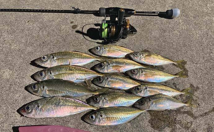 神前浦のアジングで24cm頭に中アジ好ヒット【三重】豆サイズから一気にサイズアップ