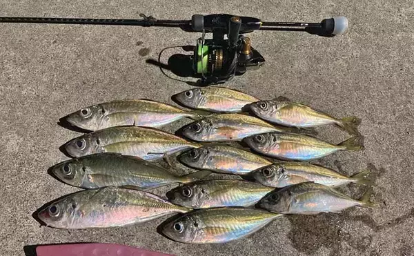 「神前浦のアジングで24cm頭に中アジ好ヒット【三重】豆サイズから一気にサイズアップ」の画像