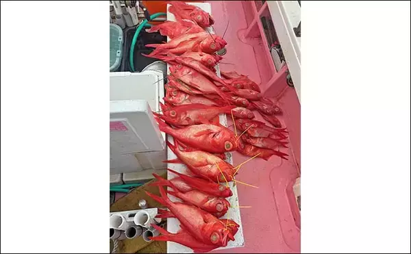 「ジギングでキンメダイがフィーバー！2点掛けも連発と絶好調【静岡・光輝丸】」の画像
