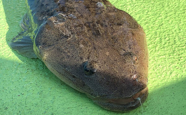 22年 東京湾 船マゴチ釣り 入門 生態 エサ付け 釣り方を解説 22年4月7日 エキサイトニュース