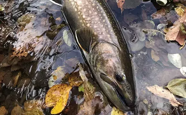 晩秋の北海道での渓流ルアー釣行で46cm大イワナに60cmアメマス手中