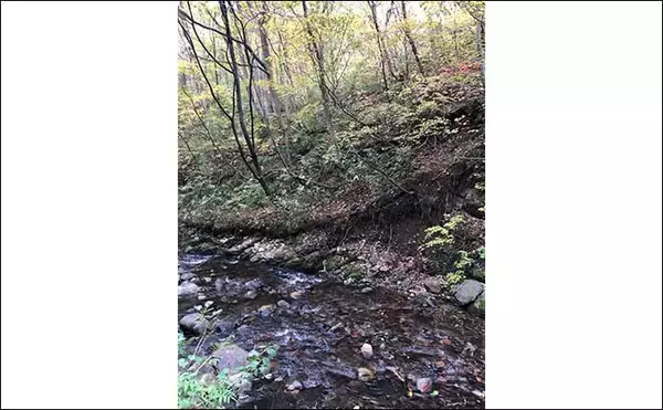 「晩秋の北海道での渓流ルアー釣行で46cm大イワナに60cmアメマス手中」の画像