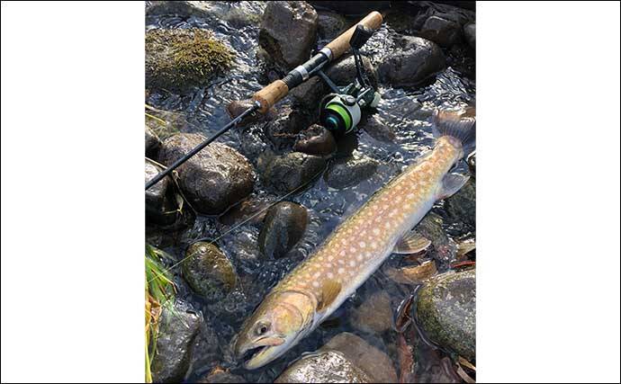 晩秋の北海道での渓流ルアー釣行で46cm大イワナに60cmアメマス手中