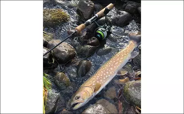 「晩秋の北海道での渓流ルアー釣行で46cm大イワナに60cmアメマス手中」の画像