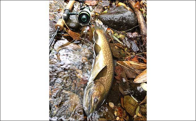 晩秋の北海道での渓流ルアー釣行で46cm大イワナに60cmアメマス手中