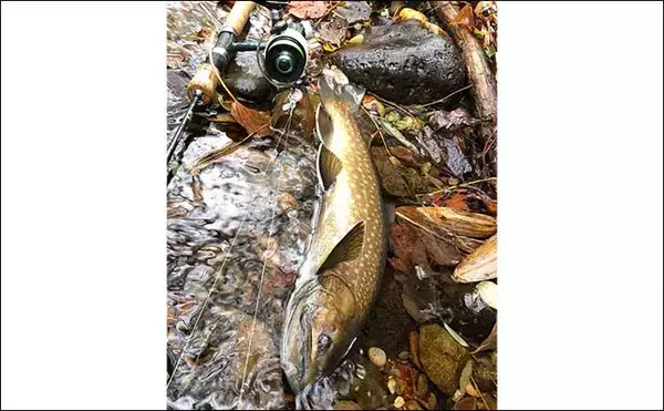 「晩秋の北海道での渓流ルアー釣行で46cm大イワナに60cmアメマス手中」の画像