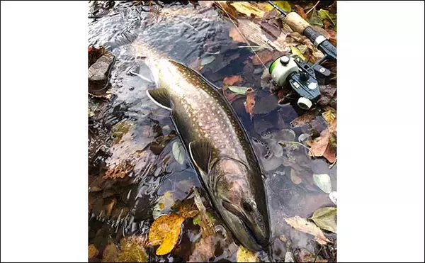 「晩秋の北海道での渓流ルアー釣行で46cm大イワナに60cmアメマス手中」の画像