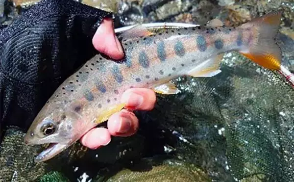 「ヤマメ狙いの渓流釣り攻略　【のべ竿エサ釣りでの釣り方を徹底解説】」の画像