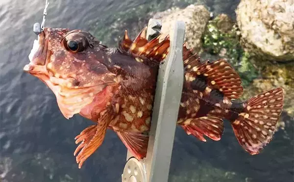 「夏の日中ライトゲームの【エサ取り&根がかり対策】マイクロメタルジグが有効？」の画像