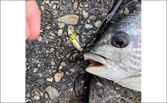 夏の日中ライトゲームの【エサ取り&根がかり対策】マイクロメタルジグが有効？