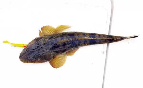 「マイボートルアー釣行で50cm超えマゴチ2本をキャッチ【兵庫】想定外の良型チヌも顔出し」の画像