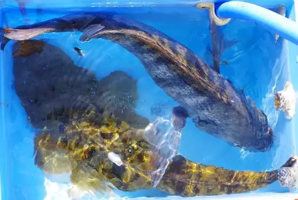 「マイボートルアー釣行で50cm超えマゴチ2本をキャッチ【兵庫】想定外の良型チヌも顔出し」の画像