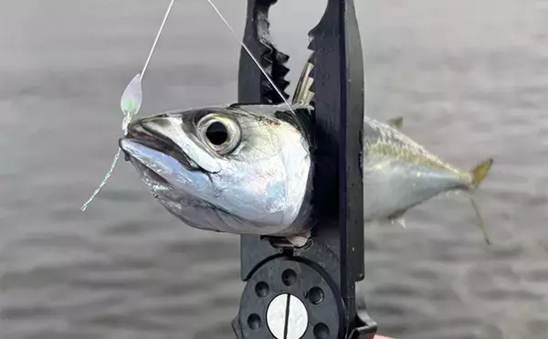 「秋に使える【100円ショップ釣り具３選】 メタルジグ・ジグサビキ・エギ全て110円！」の画像