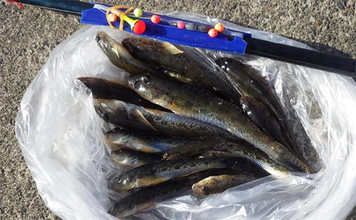 陸っぱりハゼ釣りで14cm級頭に17匹を手中【千葉・江戸川河口】大きめ針のご用意を