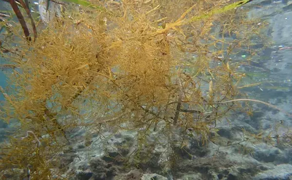 「捨てられたペットボトルは【魚の死のゆりかご】　海洋ゴミによる見逃しがちな悪影響とは？」の画像