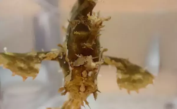 「捨てられたペットボトルは【魚の死のゆりかご】　海洋ゴミによる見逃しがちな悪影響とは？」の画像