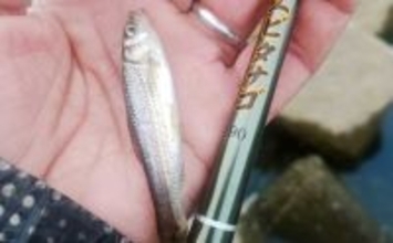 真冬の釣り場選びは「流れ・水深・水温」に注目　淡水小物釣りで入れ食いを堪能！