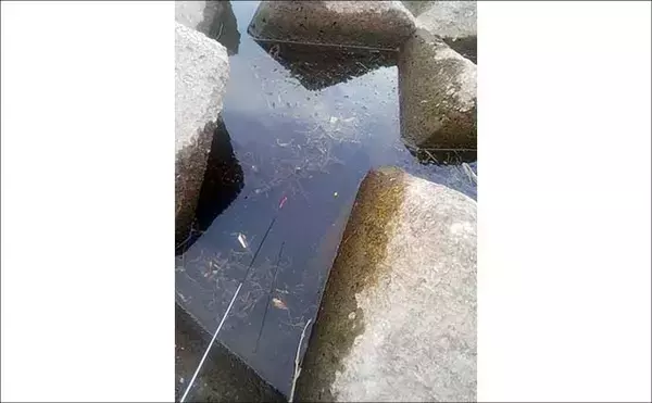 「真冬の釣り場選びは「流れ・水深・水温」に注目　淡水小物釣りで入れ食いを堪能！」の画像