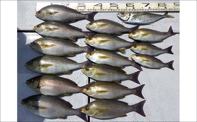 金洲五目釣りでメダイにウメイロにヒメダイ【船釣最新情報12選・愛知／静岡】