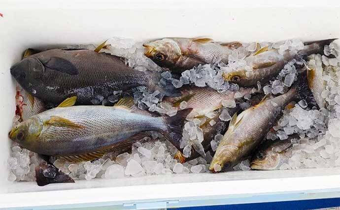 福岡 沖のエサ釣り最新釣果 根魚船でボッコ アオナなど高級魚続々 22年4月11日 エキサイトニュース 4 4