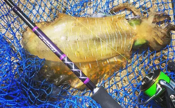 アオリイカエギングにおける【コントラストカラーの使い所と活用法】