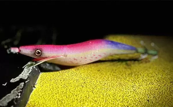 「アオリイカエギングにおける【コントラストカラーの使い所と活用法】」の画像