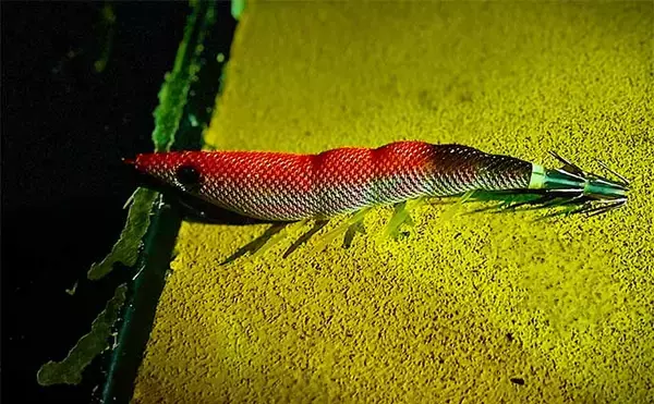 「アオリイカエギングにおける【コントラストカラーの使い所と活用法】」の画像