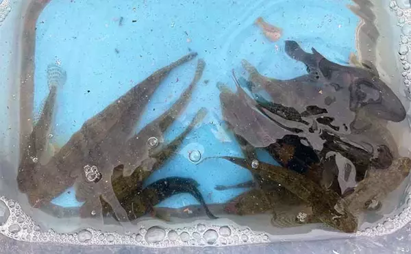 千葉のハゼ釣りで20尾オーバー　10cm級交じりに6〜7cmが中心サイズ