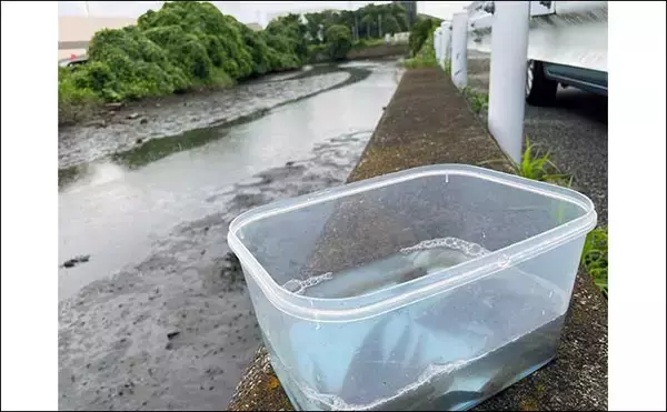 「千葉のハゼ釣りで20尾オーバー　10cm級交じりに6〜7cmが中心サイズ」の画像