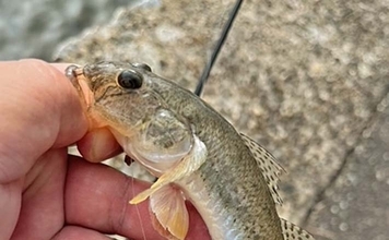 「最大19cm含む20尾!」多々良川のハゼをハゼクラ&エサ釣り二刀流で攻略【福岡】