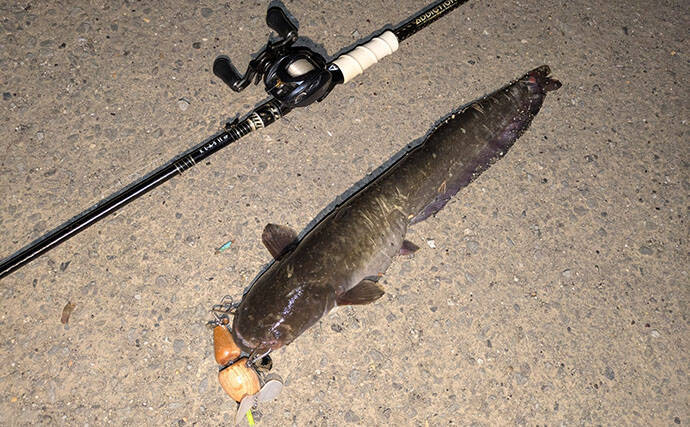 「ナマズ釣りシーズンが開幕！」自作ルアーに豪快ヒットで大満足【和歌山】