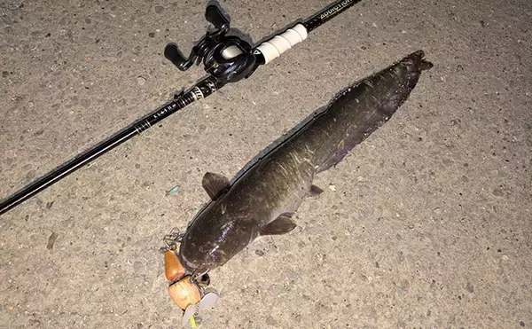 「「ナマズ釣りシーズンが開幕！」自作ルアーに豪快ヒットで大満足【和歌山】」の画像