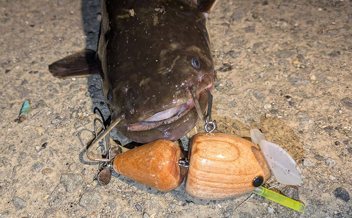 「ナマズ釣りシーズンが開幕！」自作ルアーに豪快ヒットで大満足【和歌山】