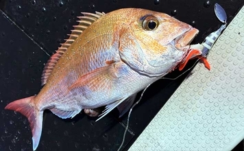 壱岐周辺でのタイラバ釣行で3kg級マダイを好捕！【勇勝丸・佐賀】ひとつテンヤにもヒット