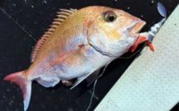 壱岐周辺でのタイラバ釣行で3kg級マダイを好捕！【勇勝丸・佐賀】ひとつテンヤにもヒット